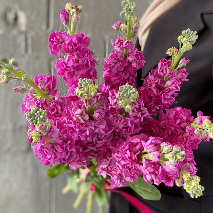 Маттиола ярко-розовая