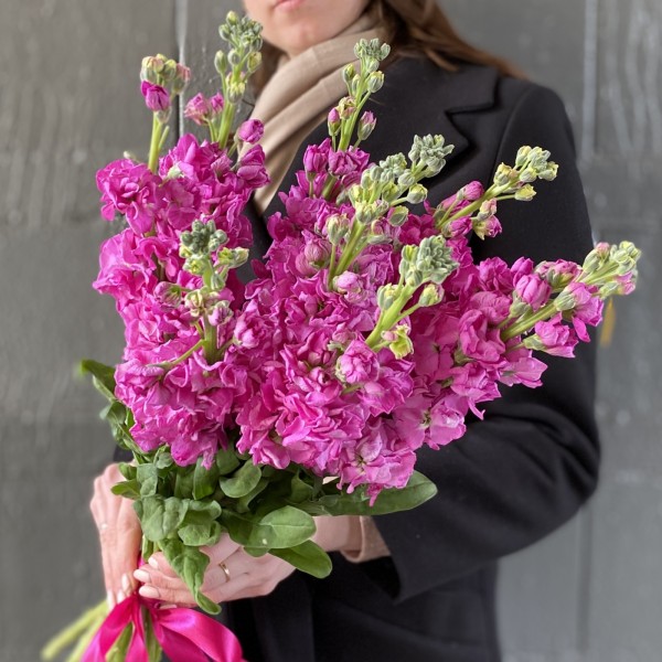 Маттиола ярко-розовая