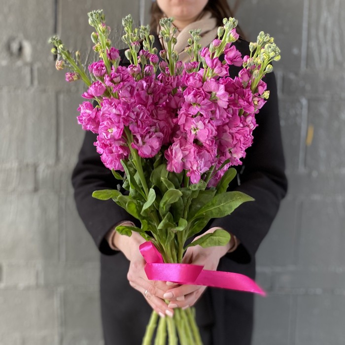 Маттиола ярко-розовая