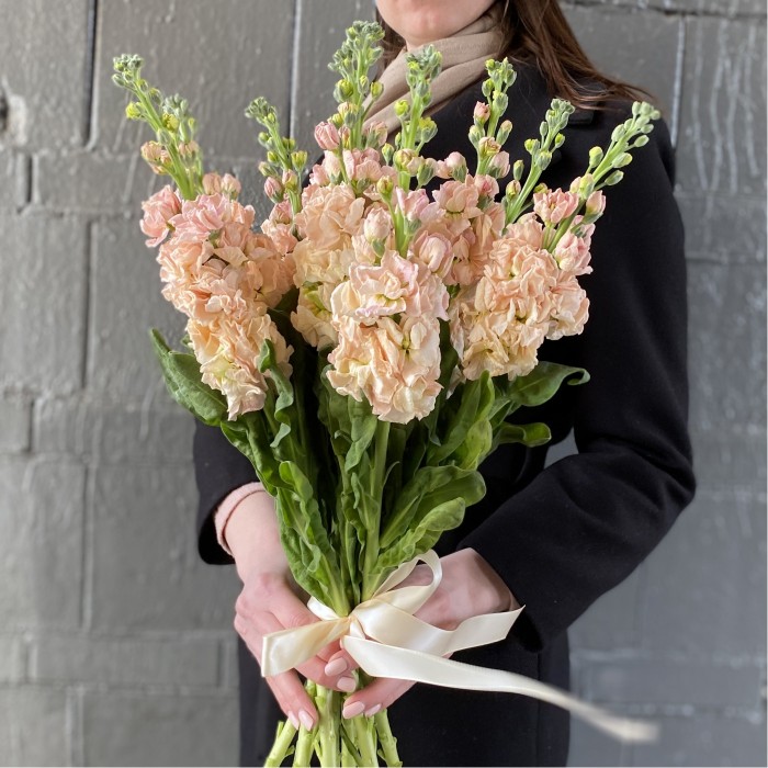 Маттиола персиковая