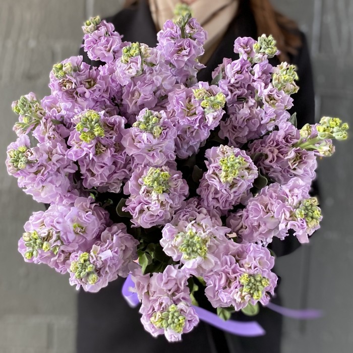 Маттиола сиреневая