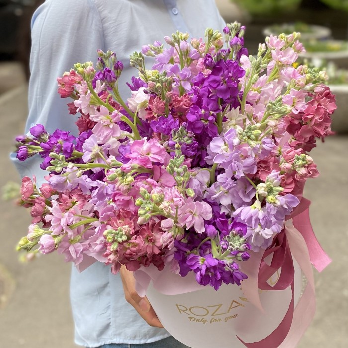 31 сиреневая и розовая маттиола в коробке