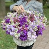 51 ароматная маттиола микс в корзине