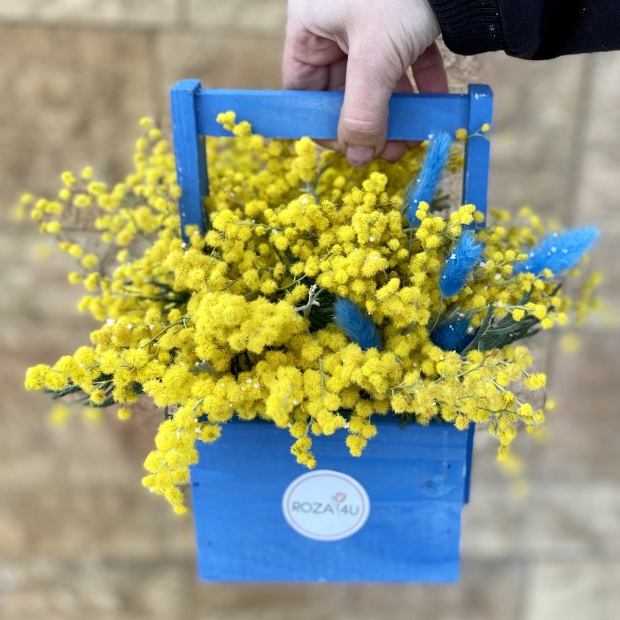 Мимоза в деревянном кашпо