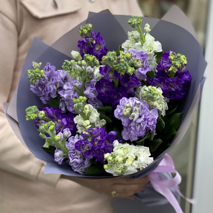 Микс фиолетовых маттиол