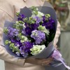 Микс фиолетовых маттиол