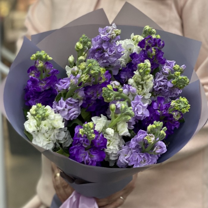 Микс фиолетовых маттиол