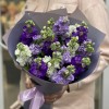 Микс фиолетовых маттиол