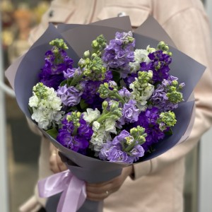 Микс фиолетовых маттиол