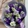 Микс фиолетовых маттиол
