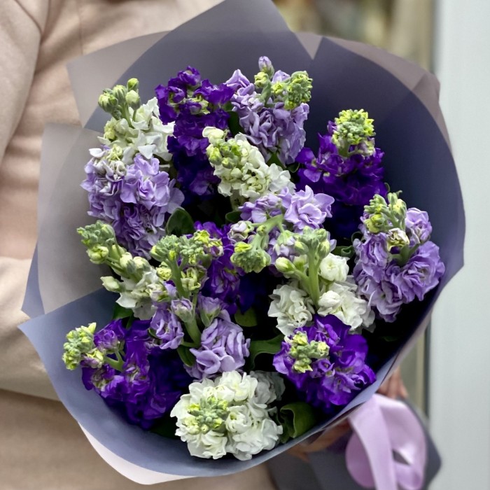 Микс фиолетовых маттиол