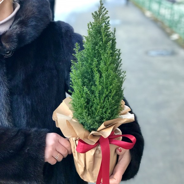 Кипарисовик 30 см