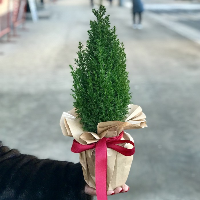 Кипарисовик 30 см