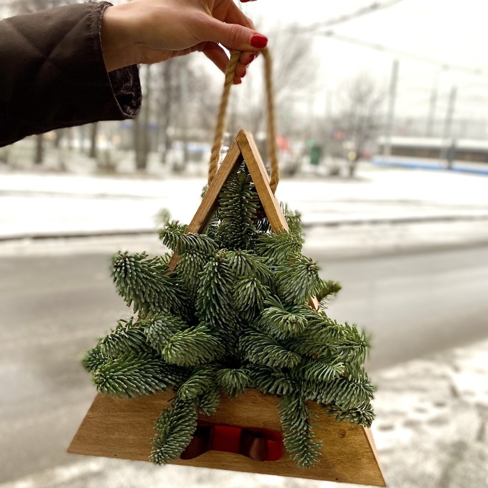 Нобилис в деревянной основе