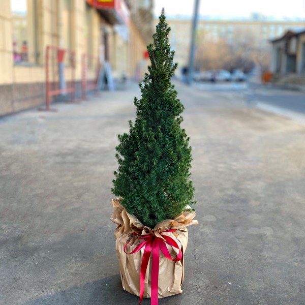 Кипарисовик 110 см