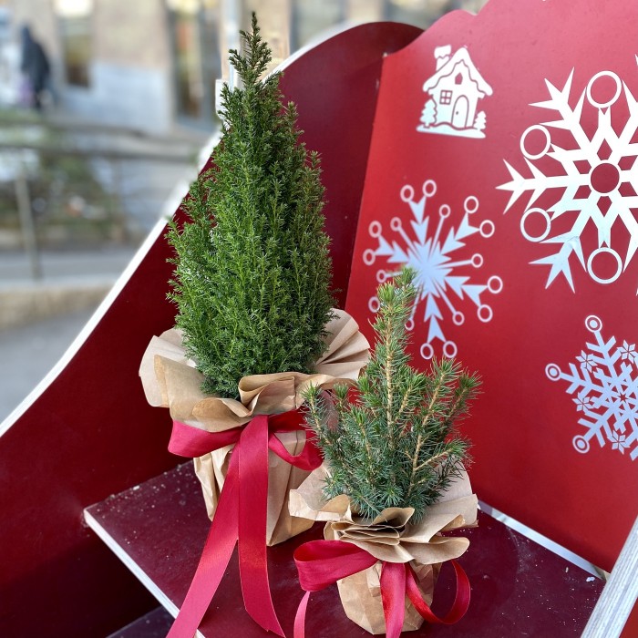 Ель Глаука Коника 30 см