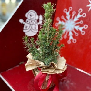 Ель Глаука Коника 30 см