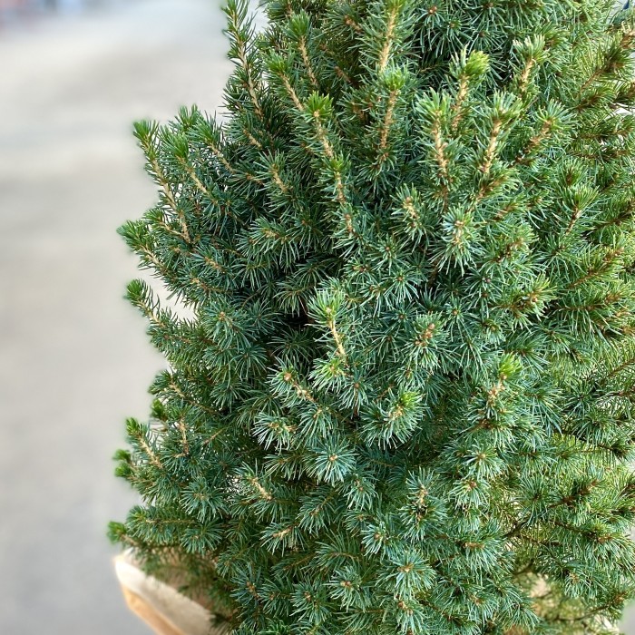 Кипарисовик 110 см