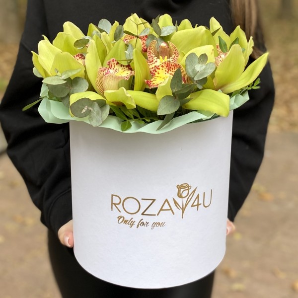 11 зеленых орхидей Цимбидиум с эвкалиптом в коробке