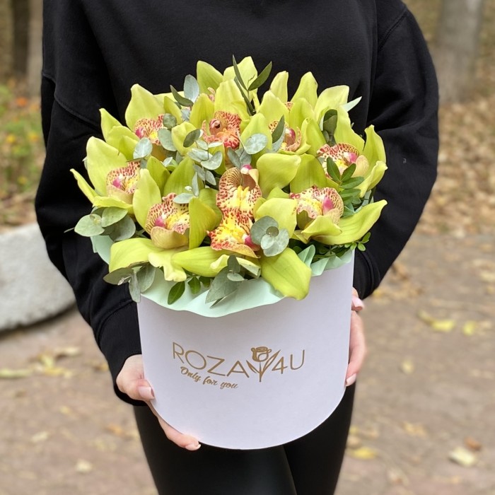 11 зеленых орхидей Цимбидиум с эвкалиптом в коробке