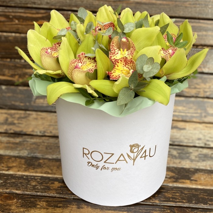 11 зеленых орхидей Цимбидиум с эвкалиптом в коробке