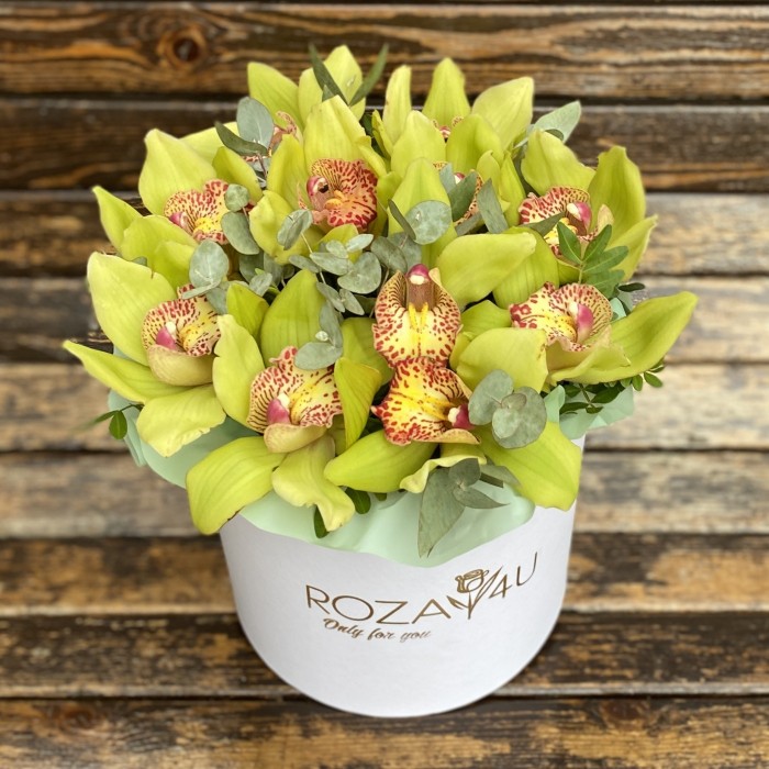 11 зеленых орхидей Цимбидиум с эвкалиптом в коробке