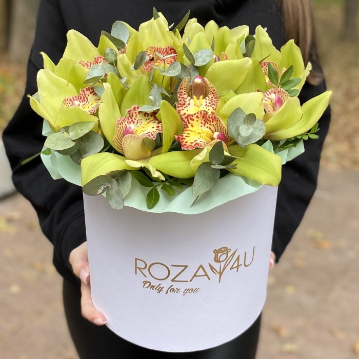 11 зеленых орхидей Цимбидиум с эвкалиптом в коробке