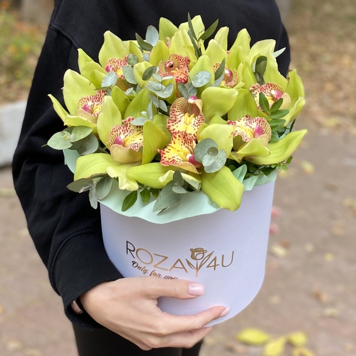 11 зеленых орхидей Цимбидиум с эвкалиптом в коробке