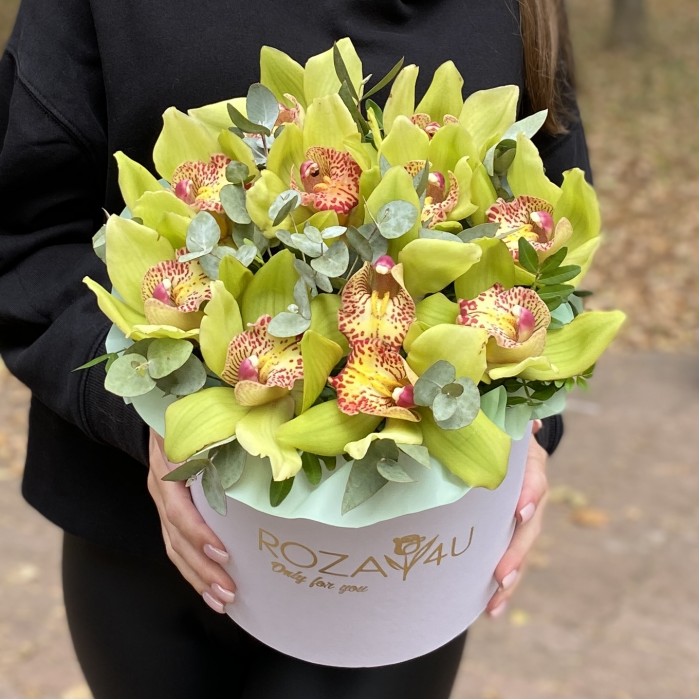 11 зеленых орхидей Цимбидиум с эвкалиптом в коробке