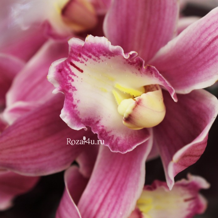 Орхидея розовая