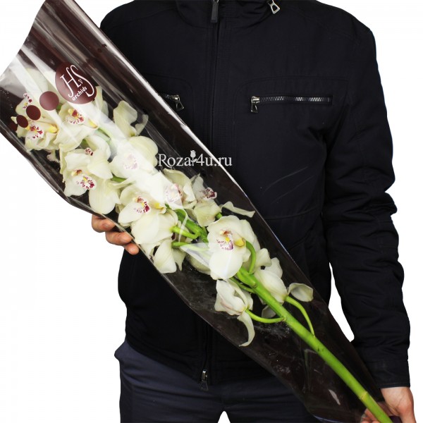 Орхидея белая