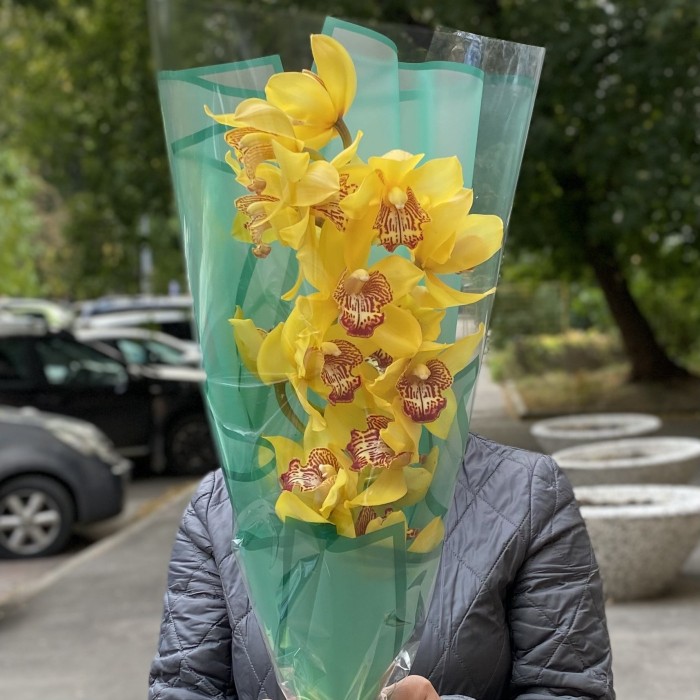 Желтая орхидея Цимбидиум