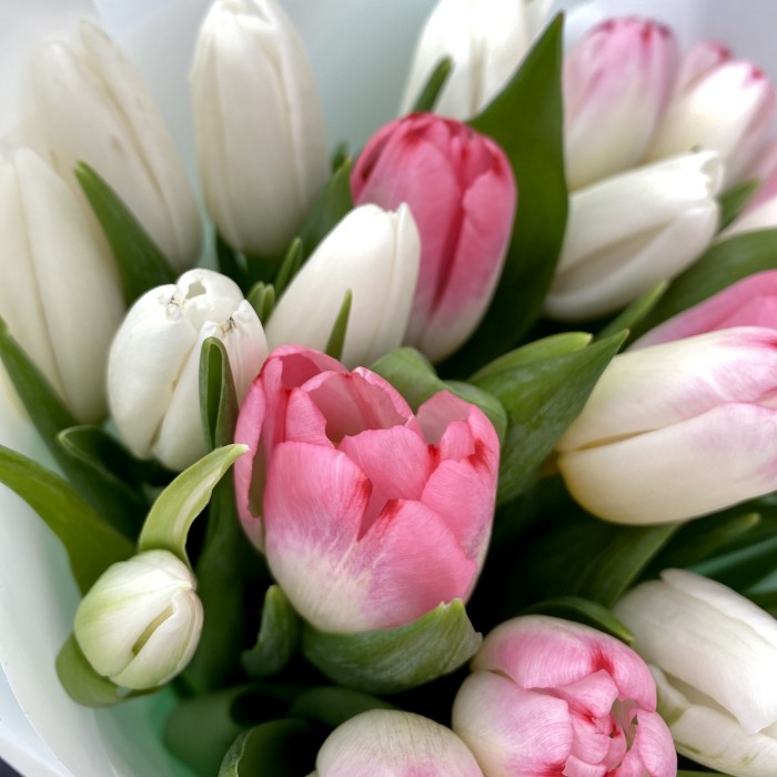 25 белых и розовых тюльпанов