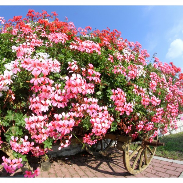 Пеларгония (герань) плющелистная