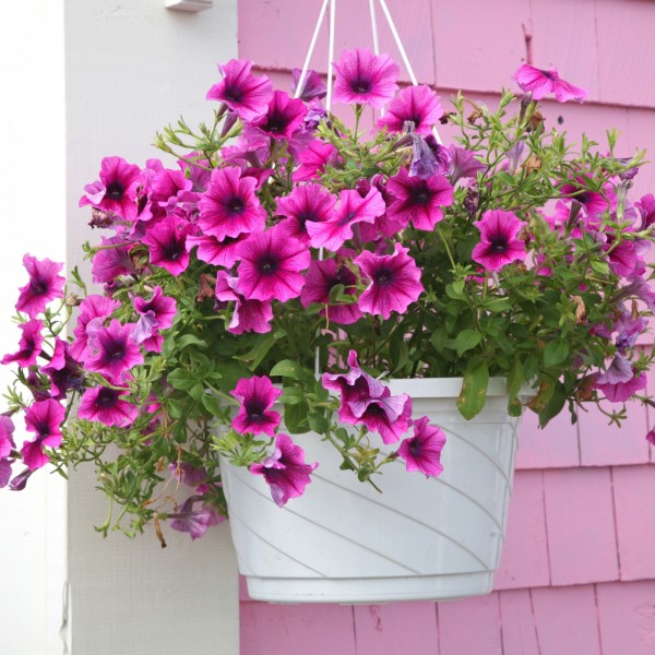 Петуния ампельная