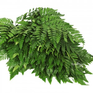 Зелень Папоротник