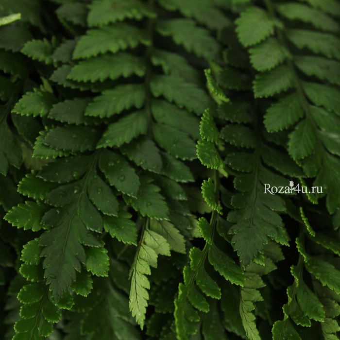 Зелень Папоротник
