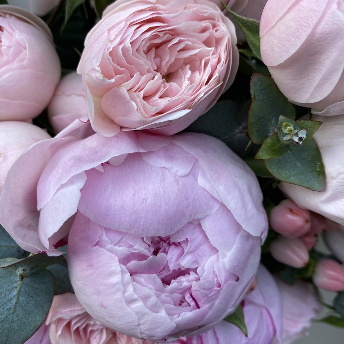 Пионы и розы Мансфилд парк