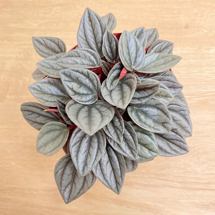 Пеперомия Серебристая