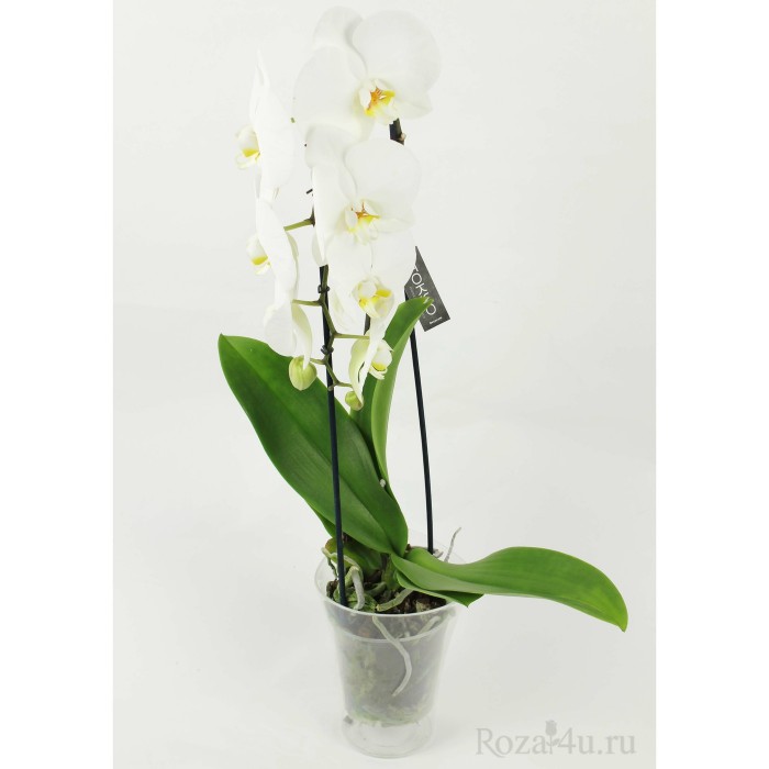 Орхидея Фаленопсис каскад белая