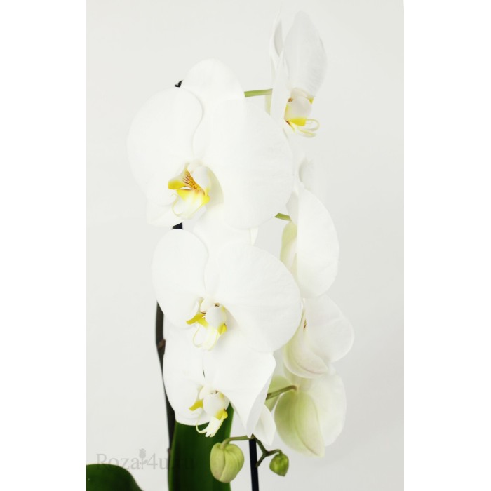 Орхидея Фаленопсис каскад белая