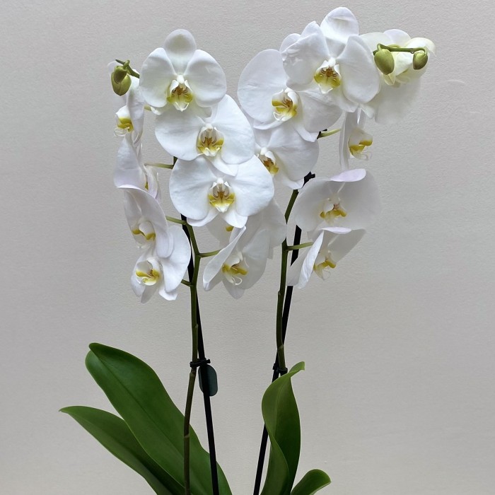 Орхидея Фаленопсис двуствольная белая