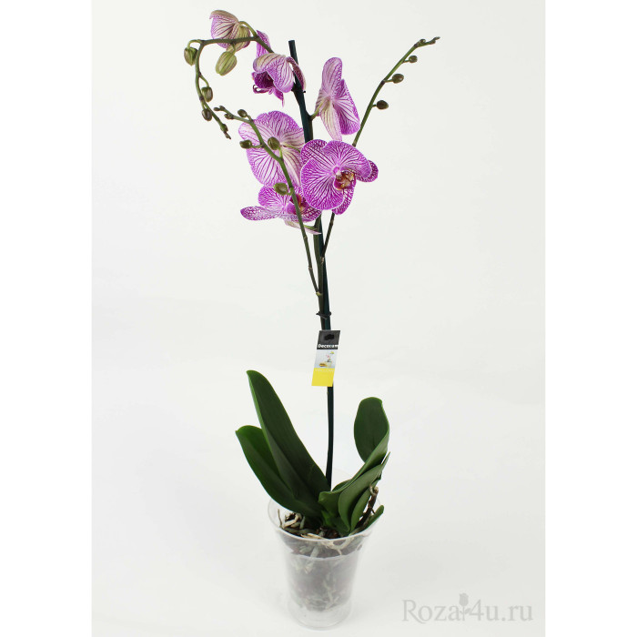 Орхидея Фаленопсис Анастасия (Anastasia) Luxe-1