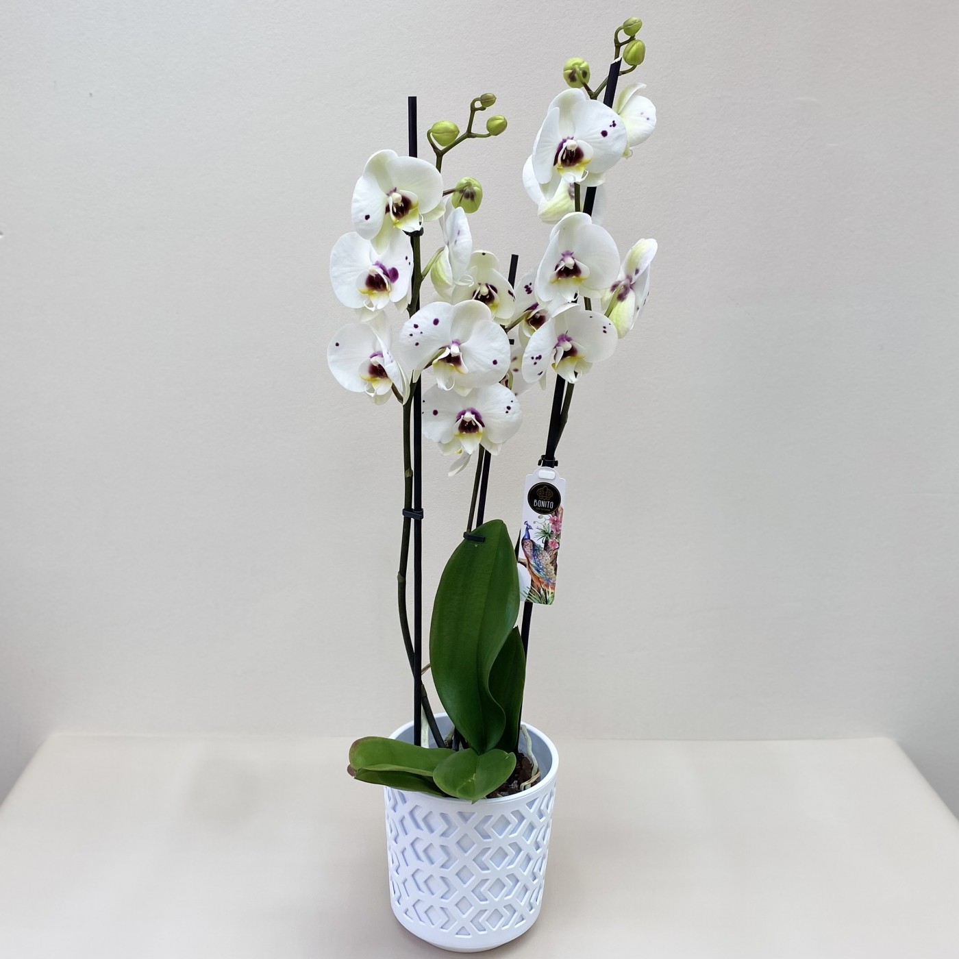 Орхидея фаленопсис двуствольная белая с фиолетовыми вкраплениями | доставка  по Москве и области