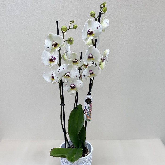 Орхидея Фаленопсис двуствольная белая с фиолетовыми вкраплениями