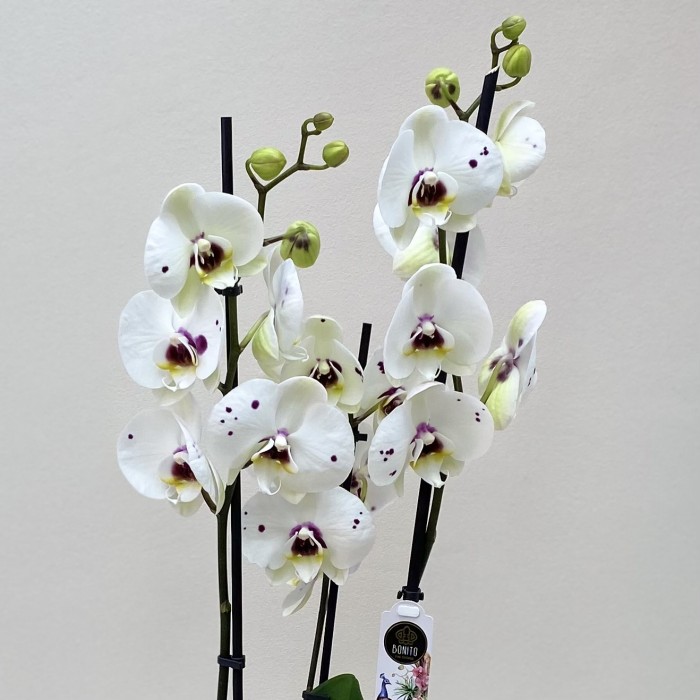 Орхидея Фаленопсис двуствольная белая с фиолетовыми вкраплениями