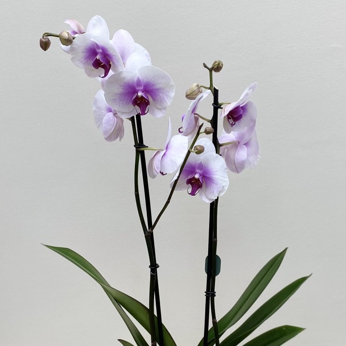 Орхидея Фаленопсис двуствольная сиренево-фиолетовая
