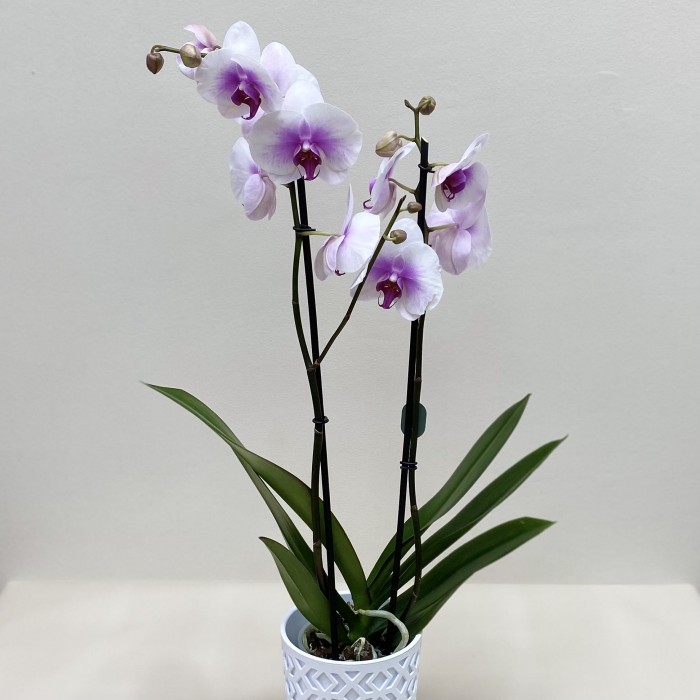 Орхидея Фаленопсис двуствольная сиренево-фиолетовая