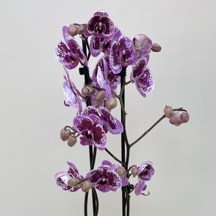 Орхидея Фаленопсис двуствольная бело-фиолетовая