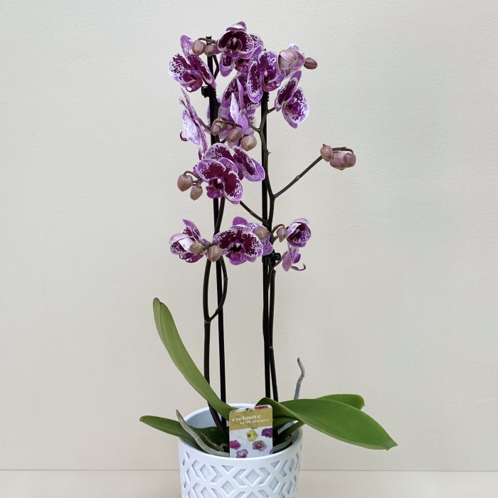 Орхидея Фаленопсис двуствольная бело-фиолетовая